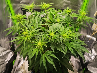 Growreport Bild 4