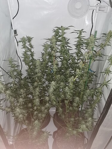 Growreport Bild 8