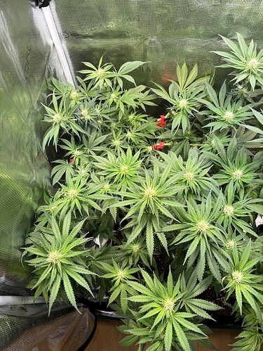 Growreport Bild 18