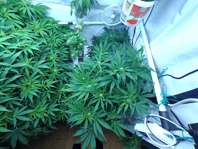 Growreport Bild 5