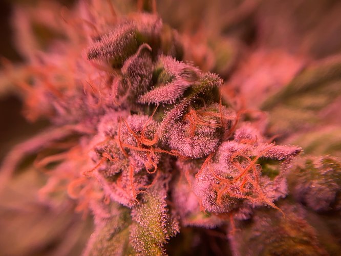Growreport Bild 29