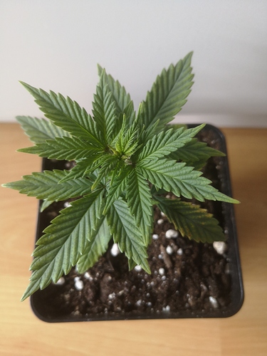 Growreport Bild 2