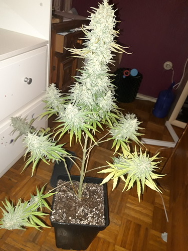 Growreport Bild 3
