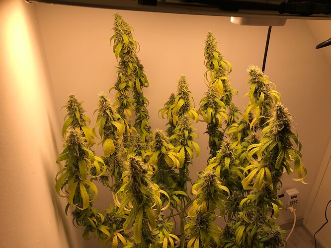 Growreport Bild 3