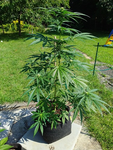 Growreport Bild 7