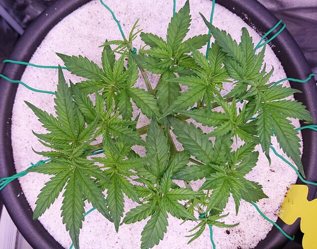 Growreport Bild 4