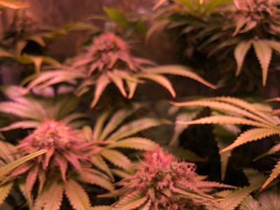 Growreport Bild 20