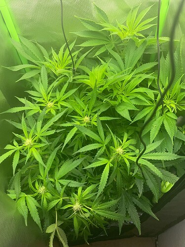 Growreport Bild 5