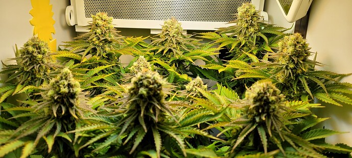 Growreport Bild 4