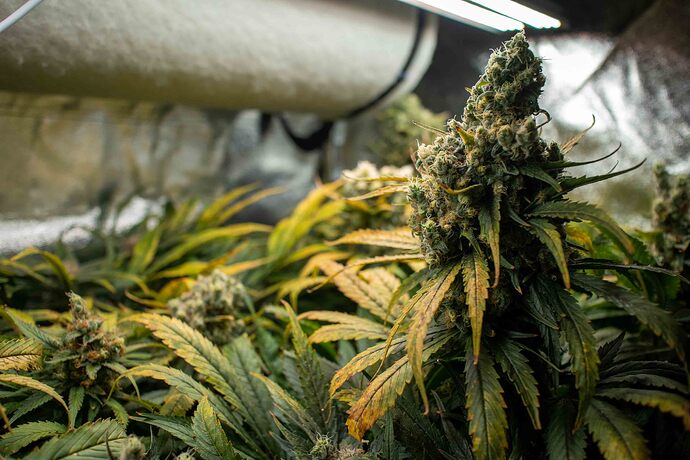 Growreport Bild 13