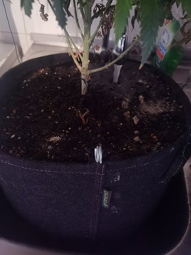 Growreport Bild 11