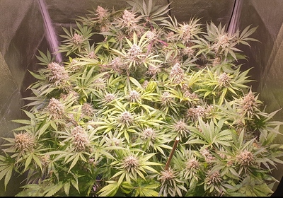 Growreport Bild 1