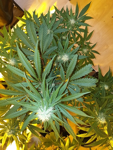 Growreport Bild 26