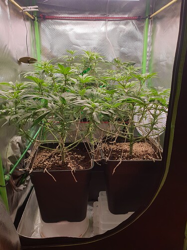 Growreport Bild 1