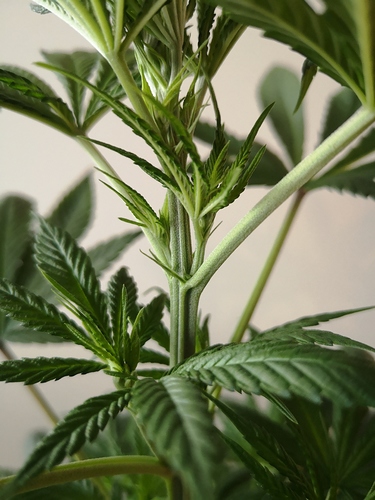 Growreport Bild 10