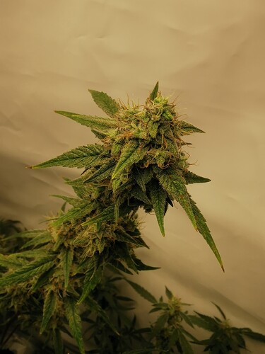 Growreport Bild 12