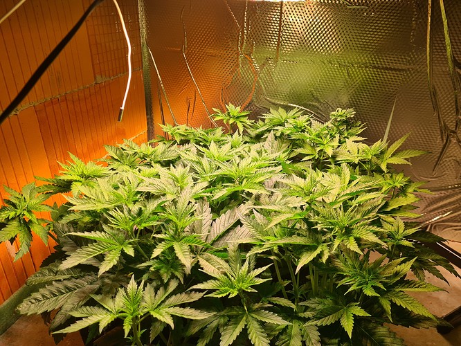 Mehrere junge Cannabispflanzen in der Wachstumsphase, dicht beieinander stehend, mit vielen grünen Blättern und sichtbaren Stängeln. Die Pflanzen werden von oben beleuchtet, und die Wände des Growzelts sind mit reflektierendem Material ausgekleidet.