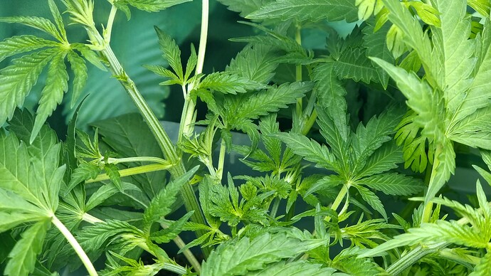 Growreport Bild 2