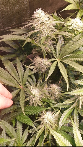 Growreport Bild 2