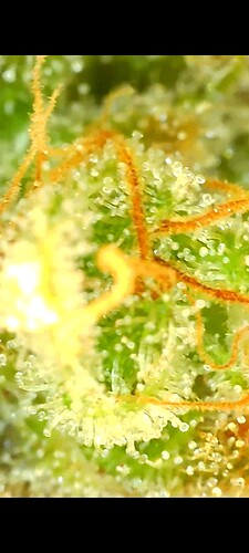Growreport Bild 9