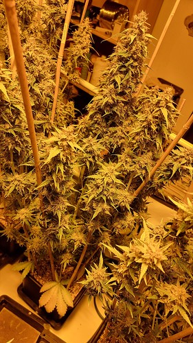 Growreport Bild 6