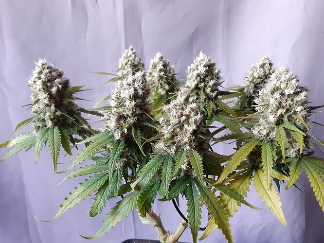 Growreport Bild 185