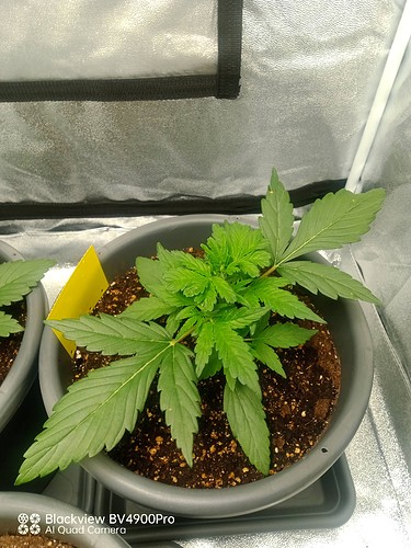 Growreport Bild 6
