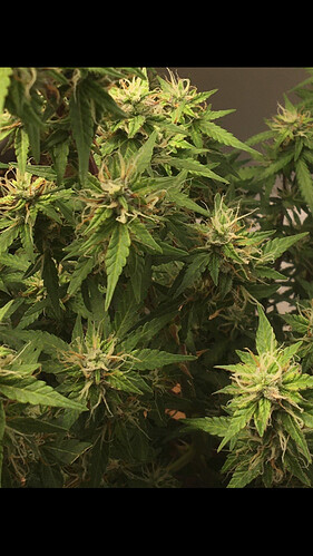 Growreport Bild 15
