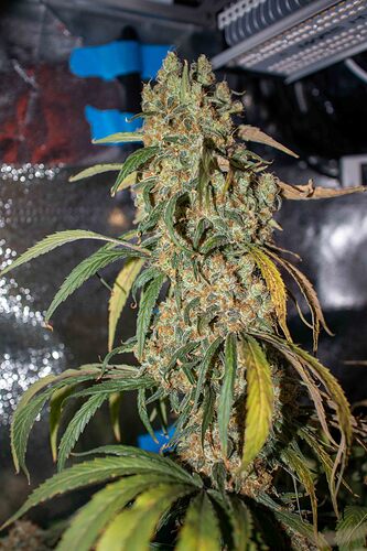 Growreport Bild 20