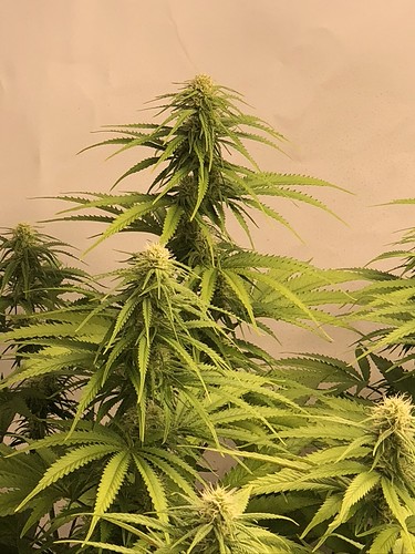 Growreport Bild 1