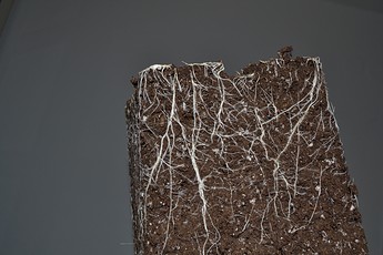 Growreport Bild 2