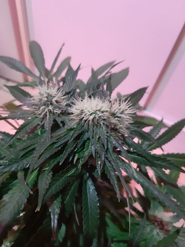 Growreport Bild 7
