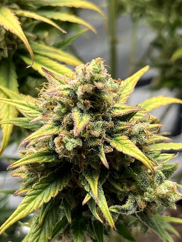 Growreport Bild 28