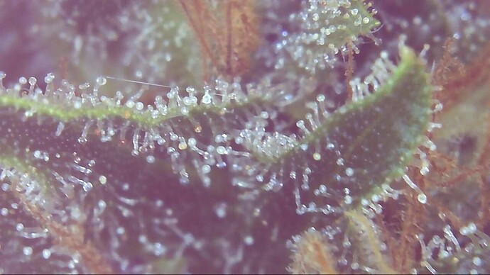 Growreport Bild 8