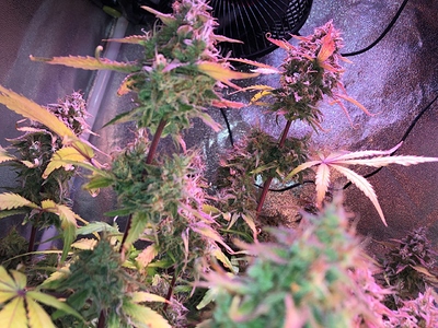 Growreport Bild 2