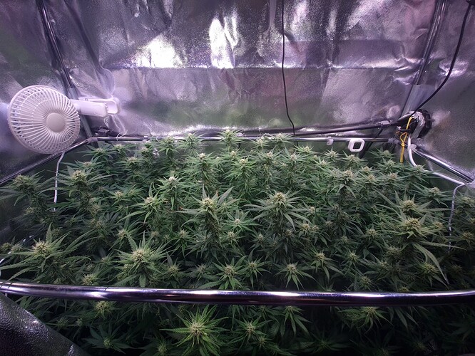 Growreport Bild 3