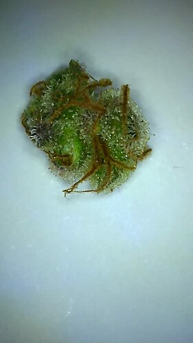 Growreport Bild 27