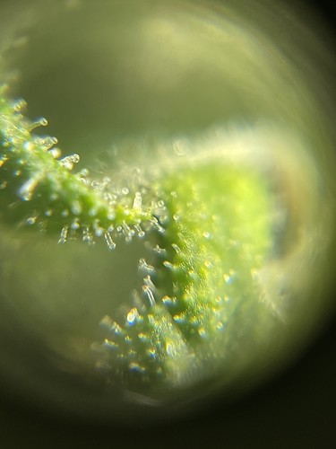 Growreport Bild 27