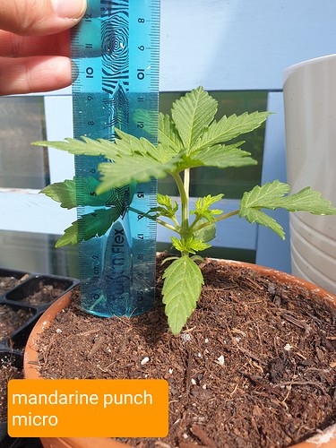 Growreport Bild 9