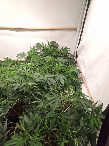 Growreport Bild 21