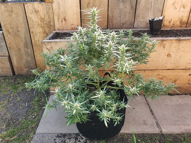 Growreport Bild 3