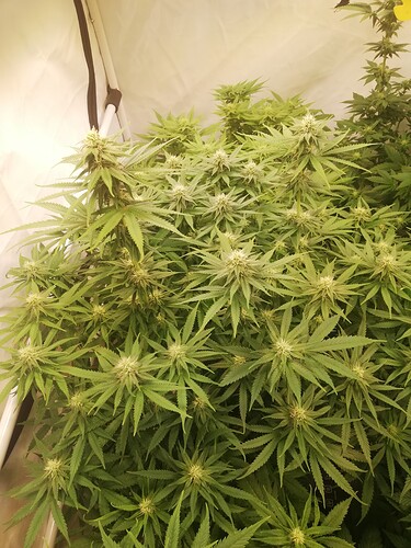 Growreport Bild 4