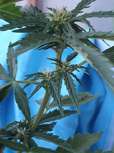 Growreport Bild 8