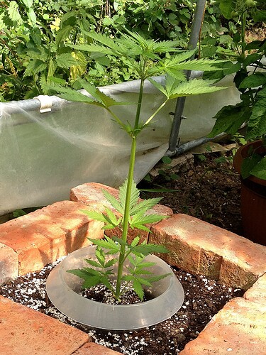 Growreport Bild 31