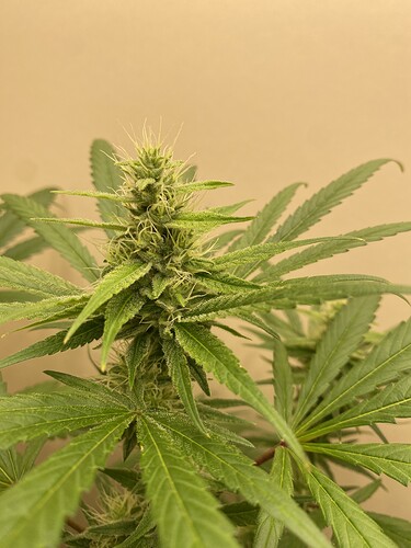 Growreport Bild 17