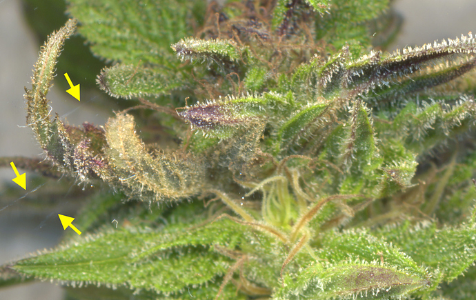 Growreport Bild 8