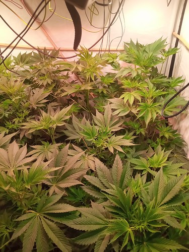 Growreport Bild 6