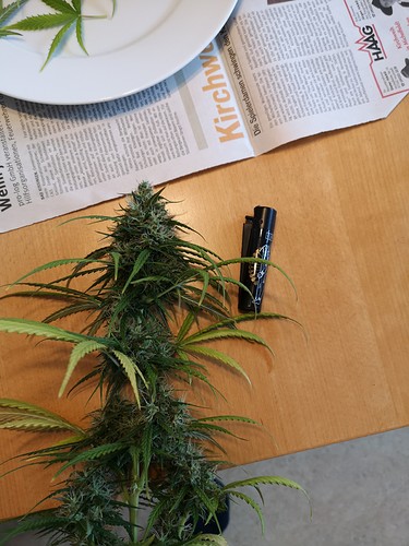 Growreport Bild 10