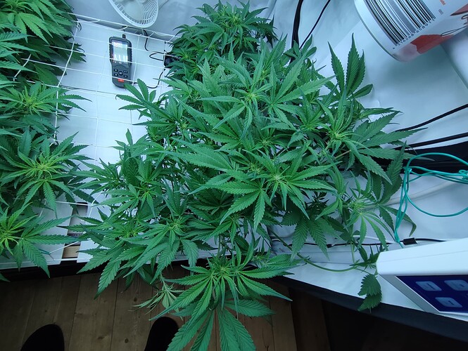 Growreport Bild 37