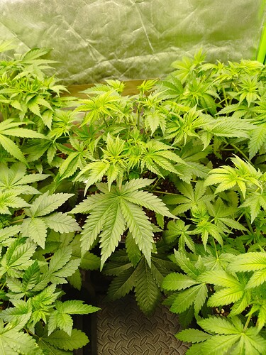 Growreport Bild 8